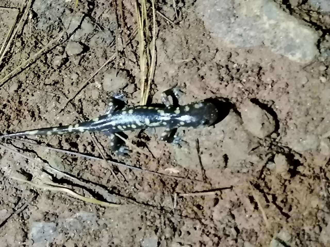 Plancia ëd Ambystoma rosaceum Taylor 1941