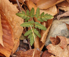 Image of bluntlobe grapefern