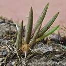 Imagem de Octomeria lichenicola Barb. Rodr.