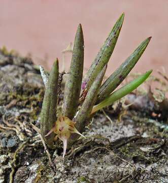 Image of Octomeria lichenicola Barb. Rodr.