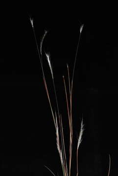 Imagem de Schizachyrium gracile (Spreng.) Nash