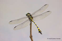 صورة Ictinogomphus rapax (Rambur 1842)