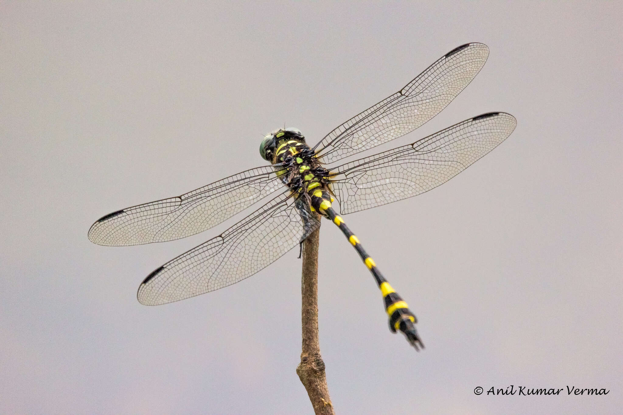 صورة Ictinogomphus rapax (Rambur 1842)