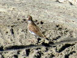 Image of Stark's Lark