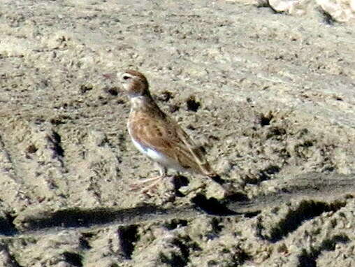 Image of Stark's Lark