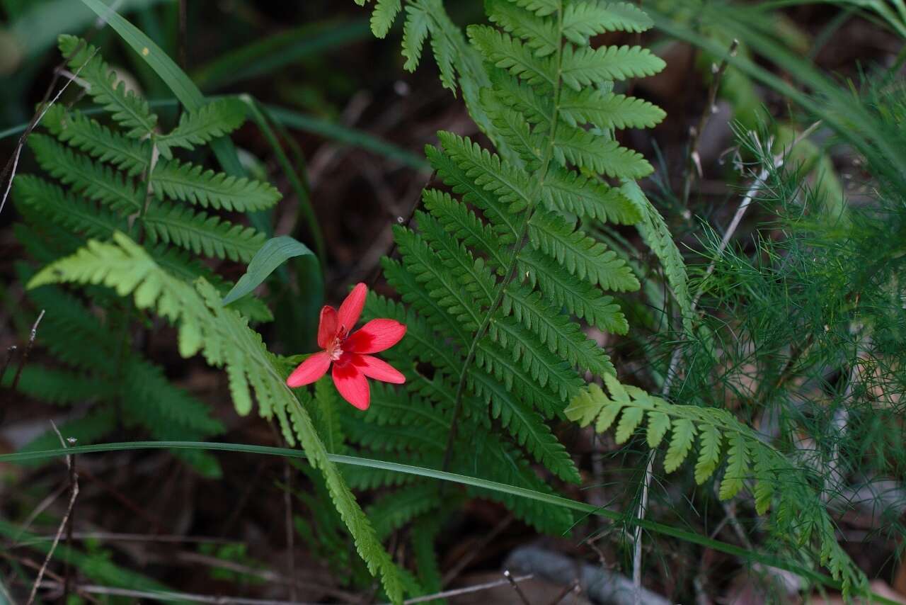 Image of Freesia grandiflora (Baker) Klatt