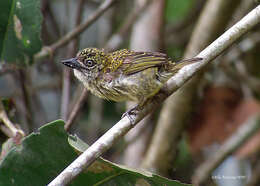 Image of Pogoniulus scolopaceus flavisquamatus (Verreaux, J, Verreaux & E 1855)