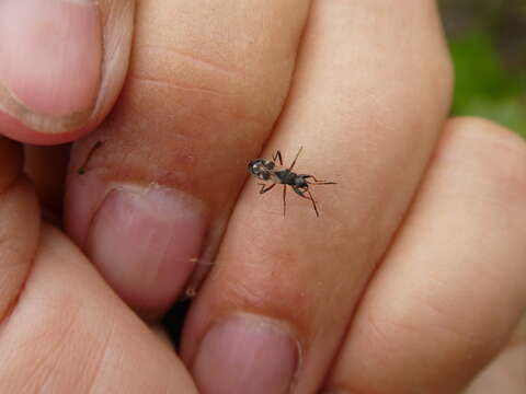 صورة Ligyrocoris sylvestris Linnaeus & C. 1758