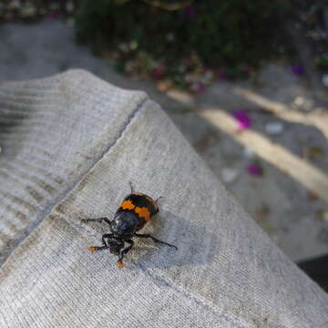 Image of Nicrophorus (Nicrophorus) mexicanus (Matthews & A. 1887)