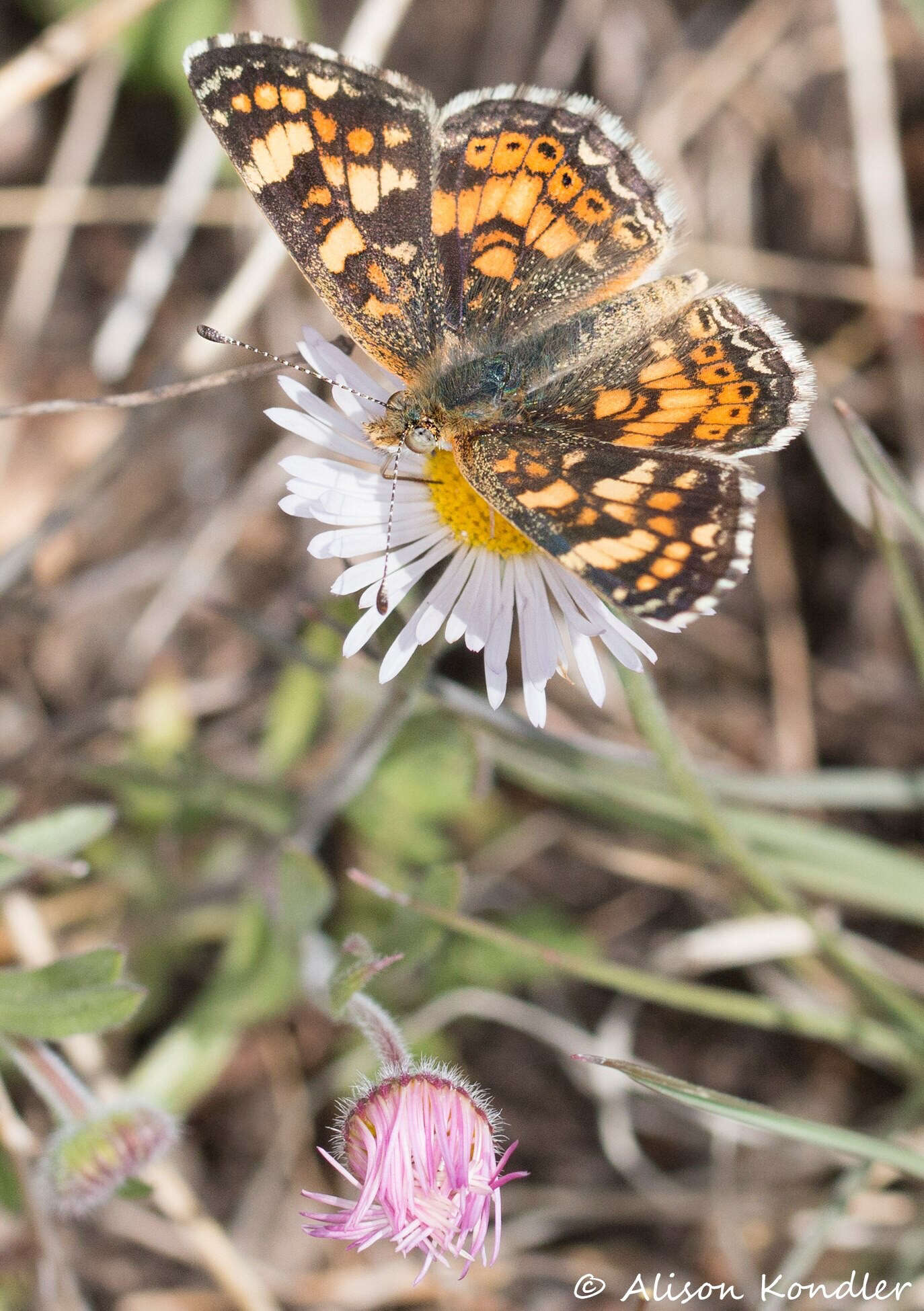 Image of Pearl Crescent