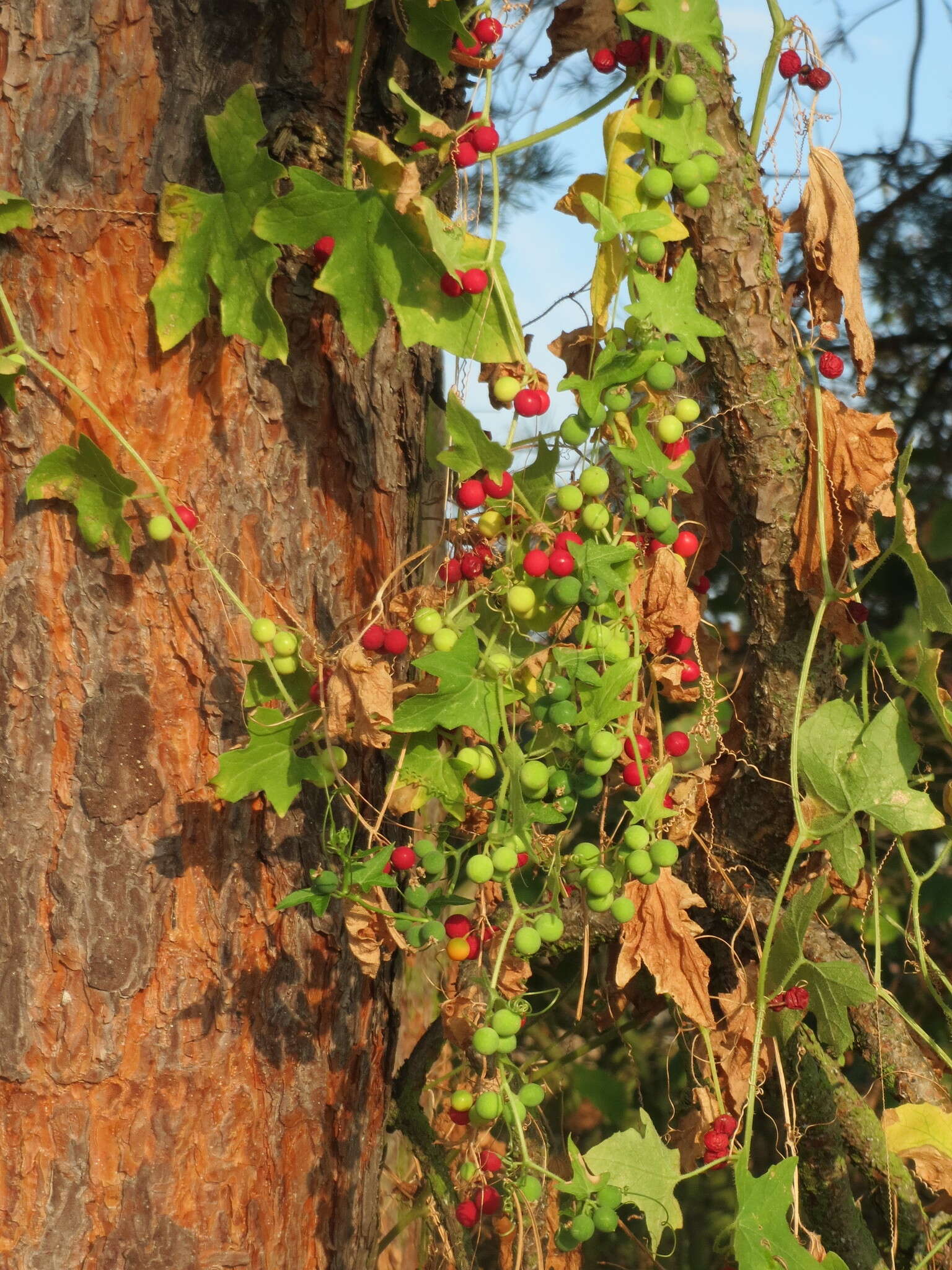 Image of Cretan bryony