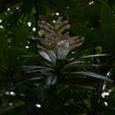 Image of Tapeinosperma pancheri Mez