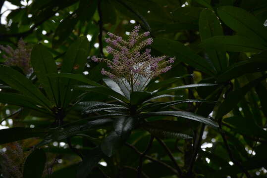 Imagem de Tapeinosperma pancheri Mez