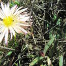 Image of Lampranthus reptans (Ait.) N. E. Br.