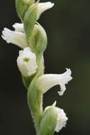 Image of Yellow nodding lady's tresses