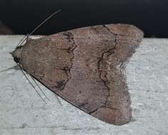 صورة Achaea janata (Linnaeus 1758)