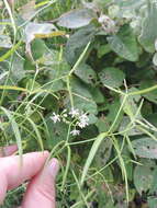 Sivun Periploca linearifolia Dillon & A. Rich. kuva