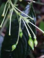 Image of Impatiens platyadena C. E. C. Fischer