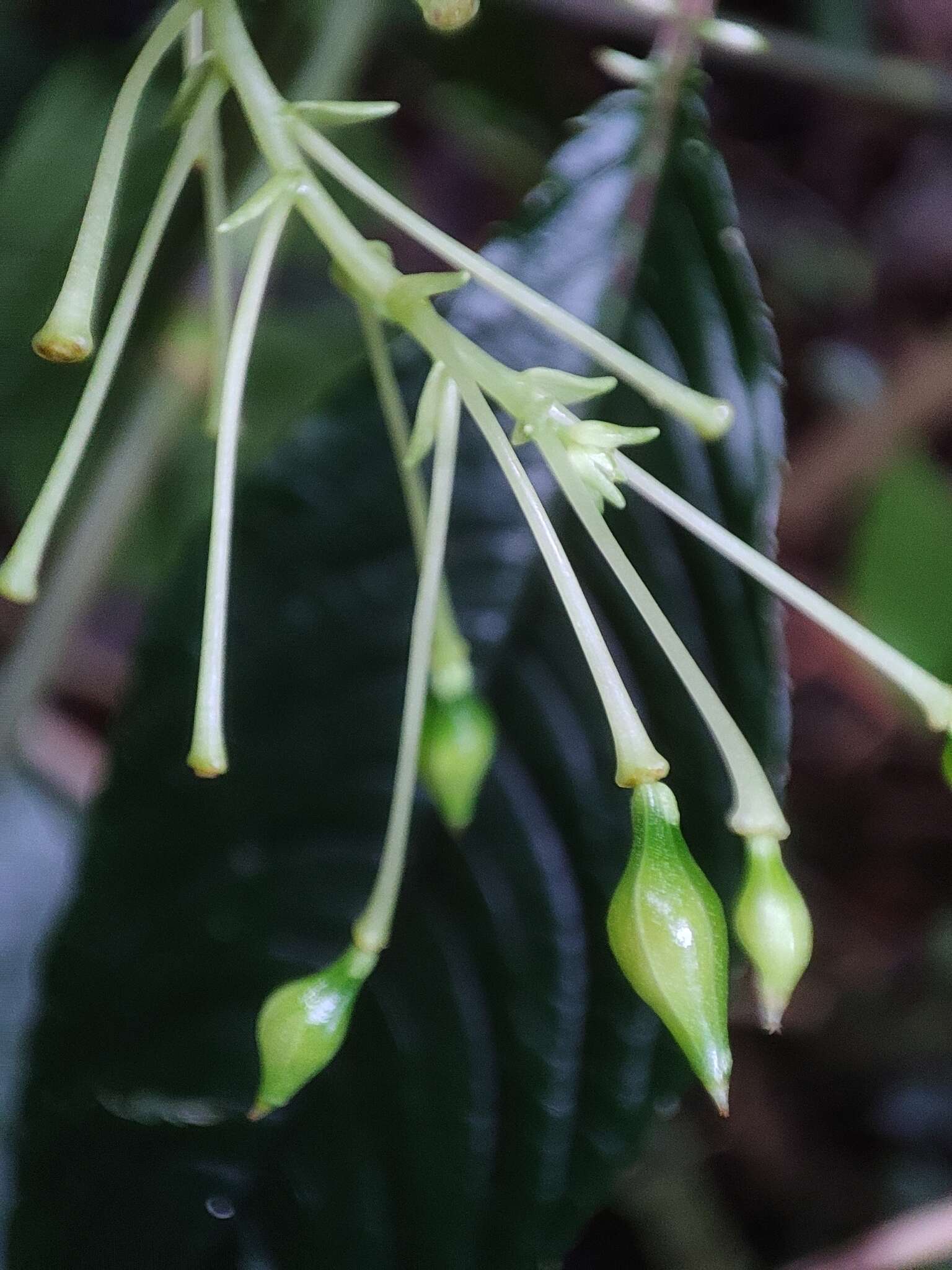 Image of Impatiens platyadena C. E. C. Fischer