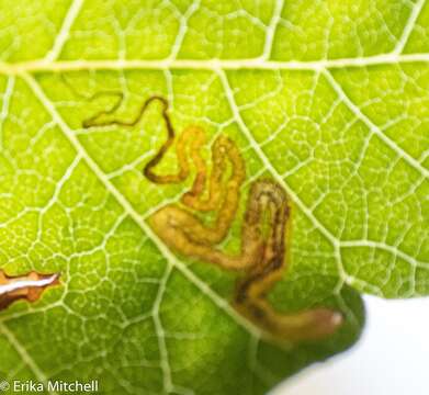 Sivun Stigmella intermedia (Braun 1917) Wilkinson et al. 1979 kuva