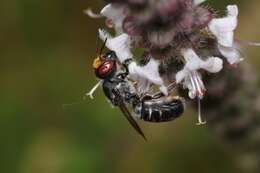 Image of Megachile aurifrons Smith 1853