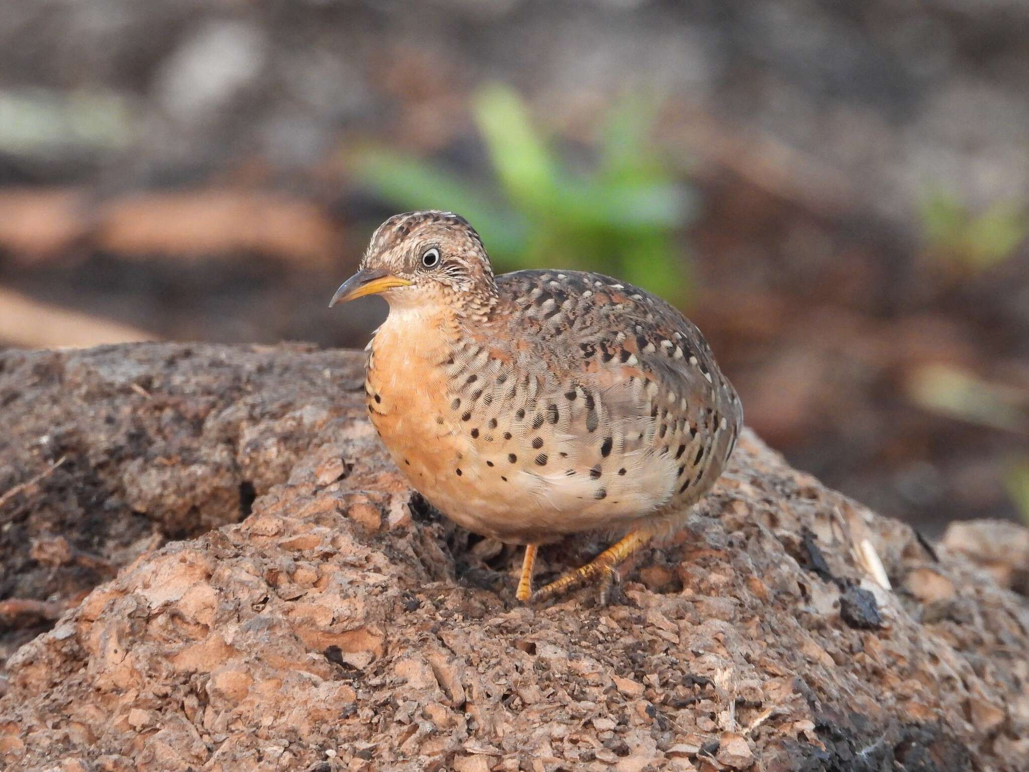 Image of Yellow-legged Buttonquail