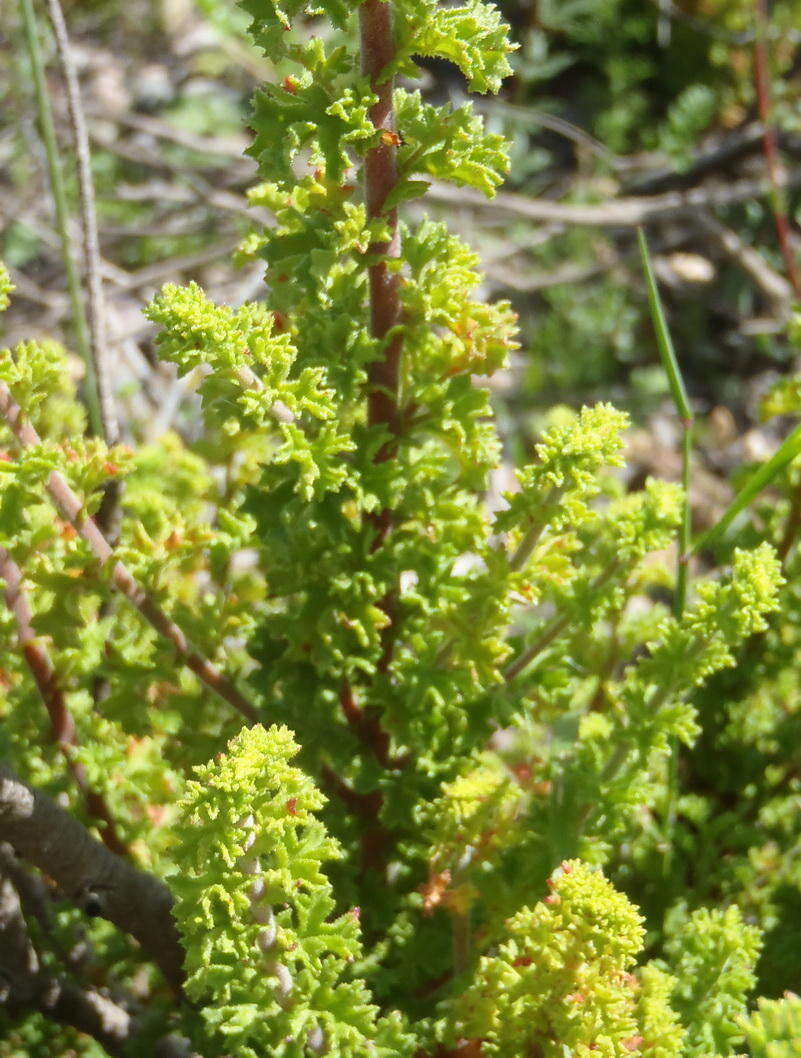 Image of Pelargonium crispum (Berg.) L'Her.