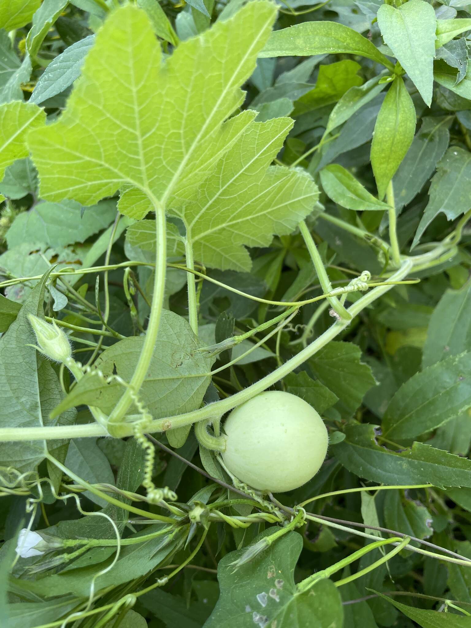 Image of Ozark melon