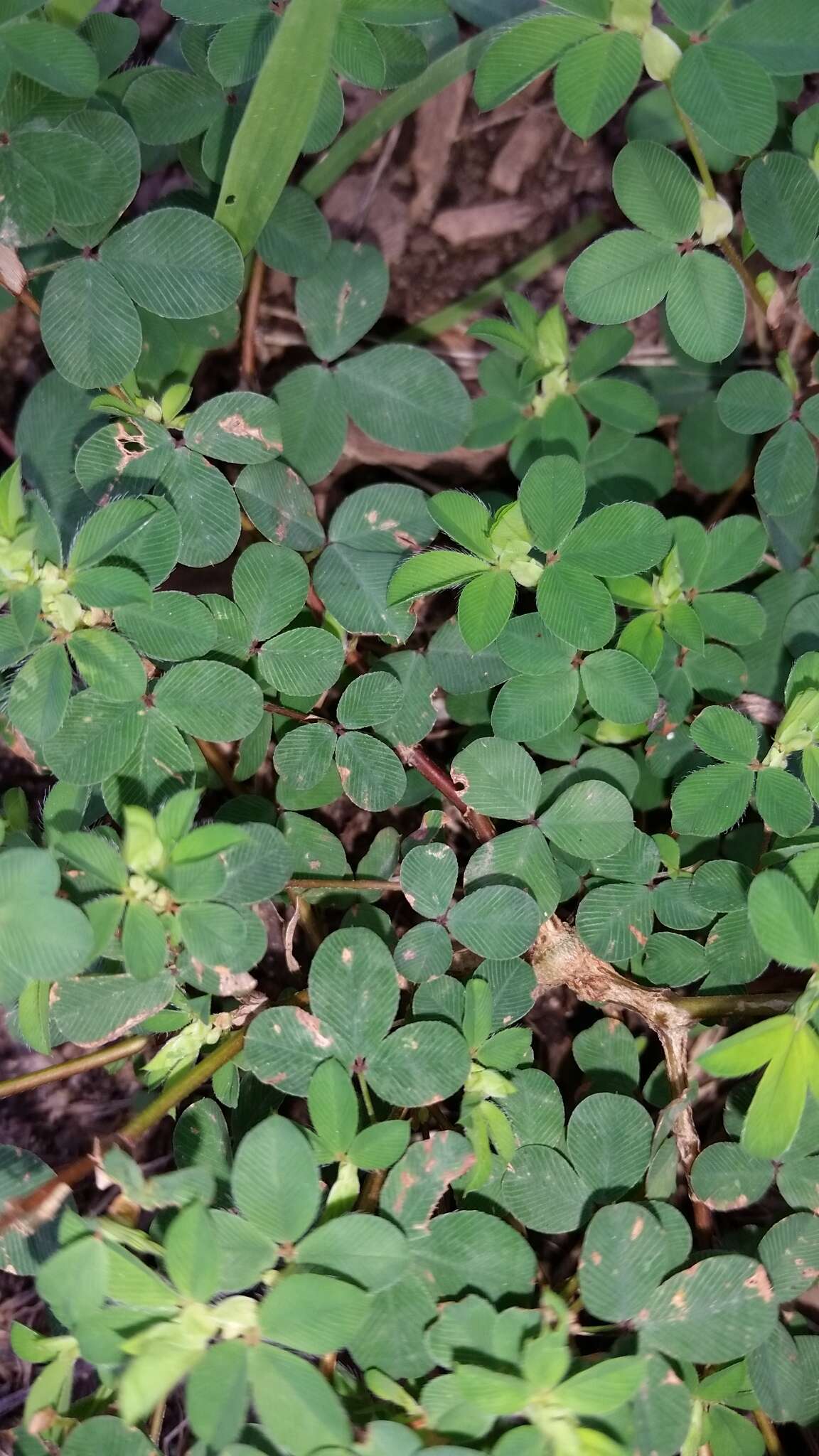 Sivun Kummerowia stipulacea (Maxim.) Makino kuva