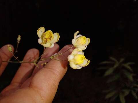 Image of Berberis lanceolata Benth.