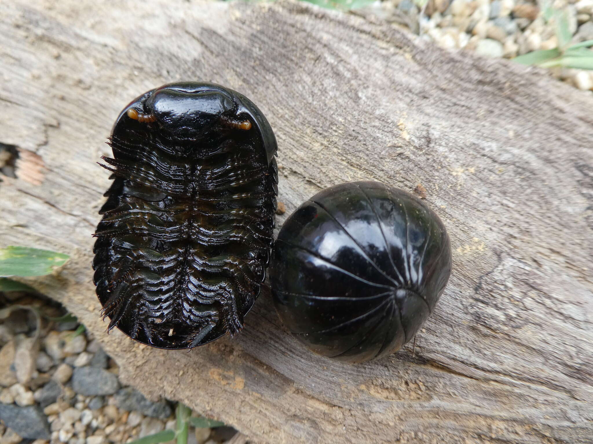 Image of Sphaerobelum bicorne Attems 1938