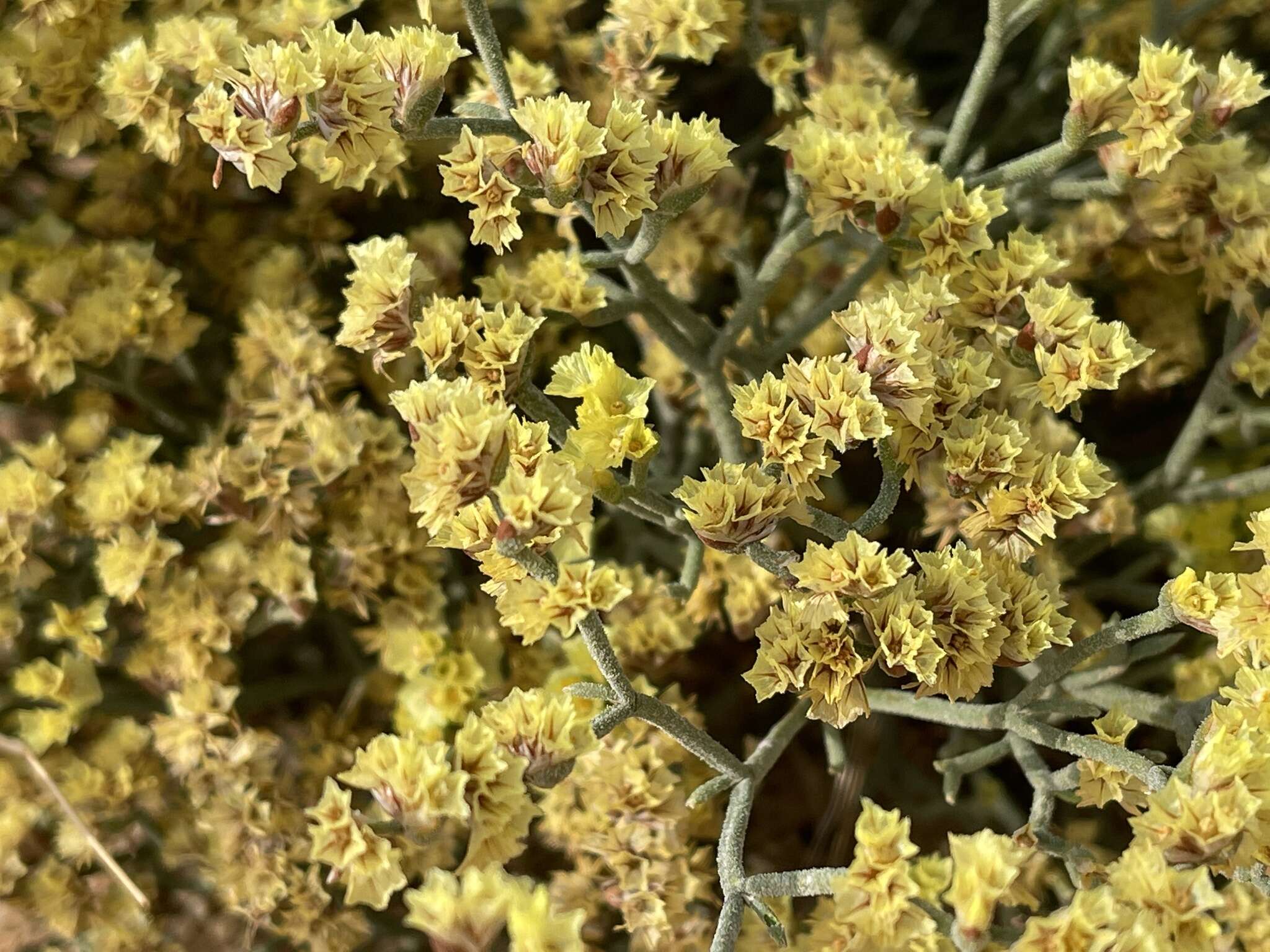 Image de Limonium aureum (L.) Hill