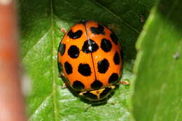 Слика од Harmonia conformis (Boisduval 1835)