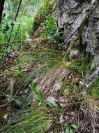 Image of Arabis sagittata (Bertol.) DC.