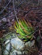 Image de Haworthia kingiana Poelln.