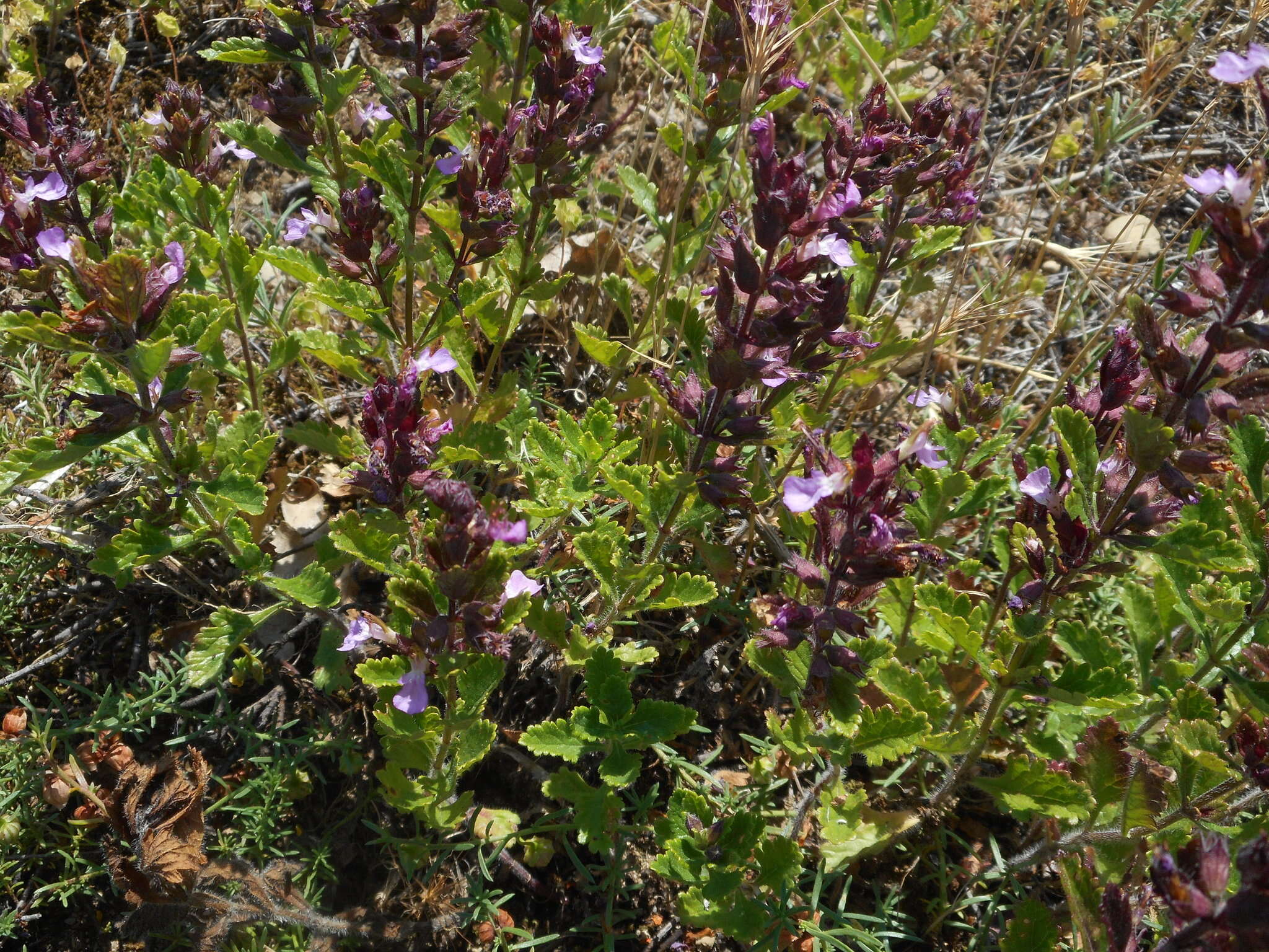 Image de Germandrée petit-chêne