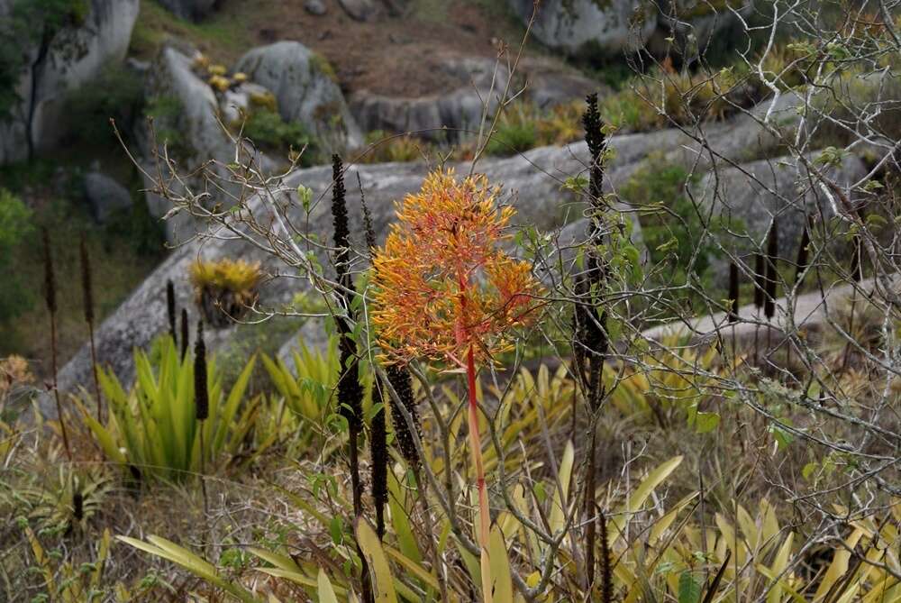 Слика од Aechmea leptantha (Harms) Leme & J. A. Siqueira