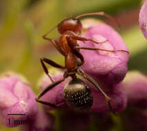 Imagem de Formica obtusopilosa Emery 1893