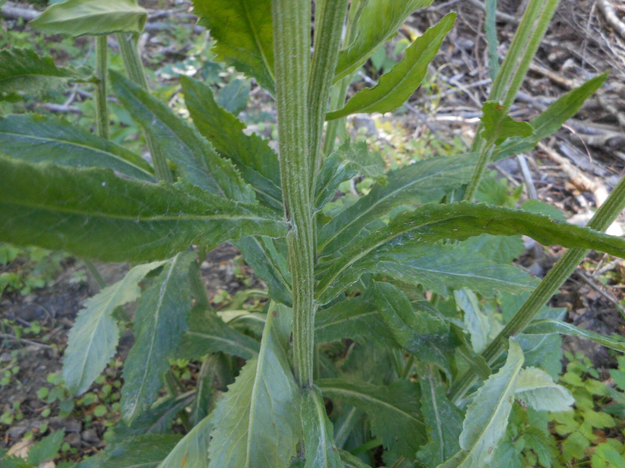 Tephroseris longifolia subsp. brachychaeta Greuter resmi