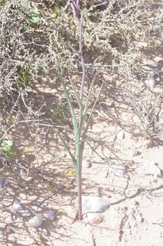 Image of Gladiolus saccatus (Klatt) Goldblatt & M. P. de Vos