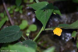 Image of heartleaf fanpetals