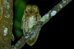 Image of Oriental Scops Owl