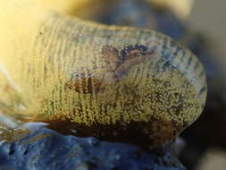 Image of Olea hansineensis Agersborg 1923