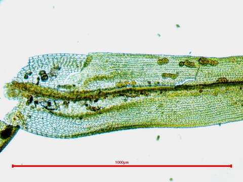 Image of stellate orthotrichum moss