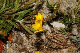 Image of Hypecoum procumbens subsp. atropunctatum Å. E. Dahl