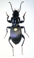 Image of Pterostichus (Petrophilus) coracinus (Newman 1838)