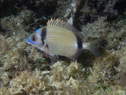 Sivun Diplodus vulgaris (Geoffroy Saint-Hilaire 1817) kuva