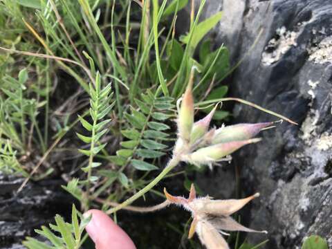 Слика од Oxytropis campestris var. johannensis Fernald