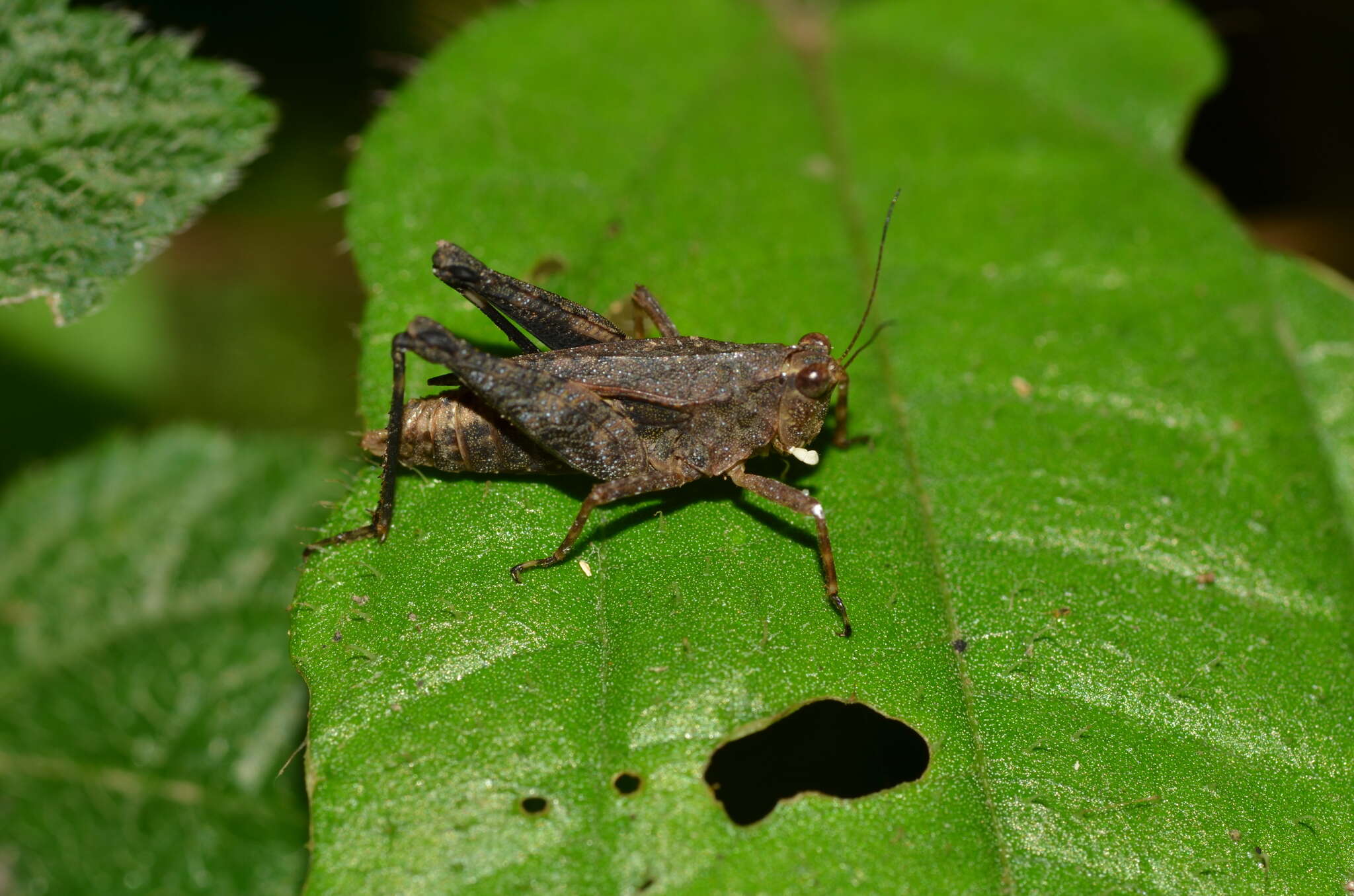 Image of Batrachidea planus (Hancock 1907)