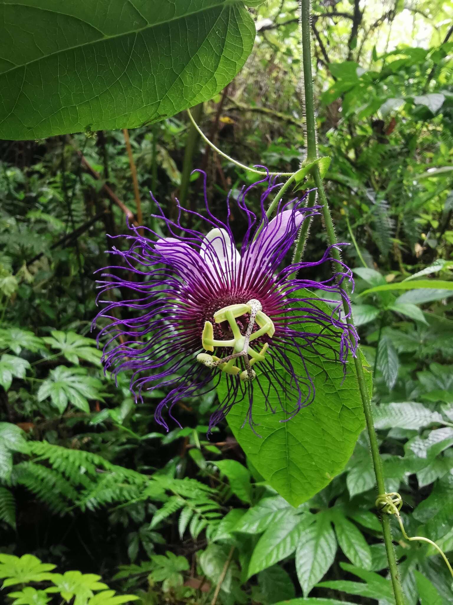 Imagem de Passiflora crassifolia Killip